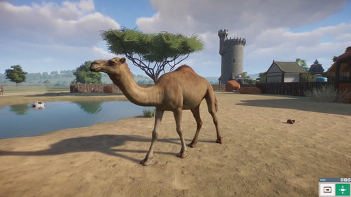 In-game image from Planet Zoo: Arid Animal Pack DLC on PC Steam featuring a dromedary camel walking near a water pond with medieval-style structures in the background. Get your Planet Zoo DLC key today from RushGame.co